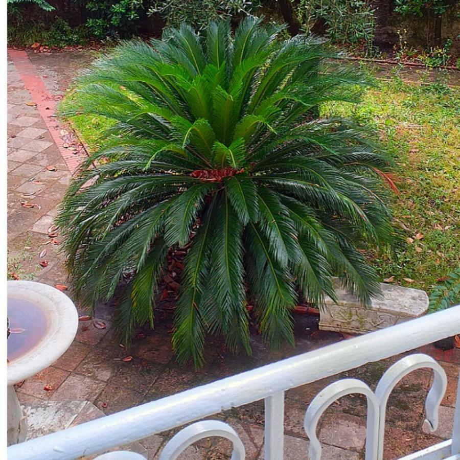 Un Giardino A Due Passi Dal Mare Appartement La Spezia Buitenkant foto